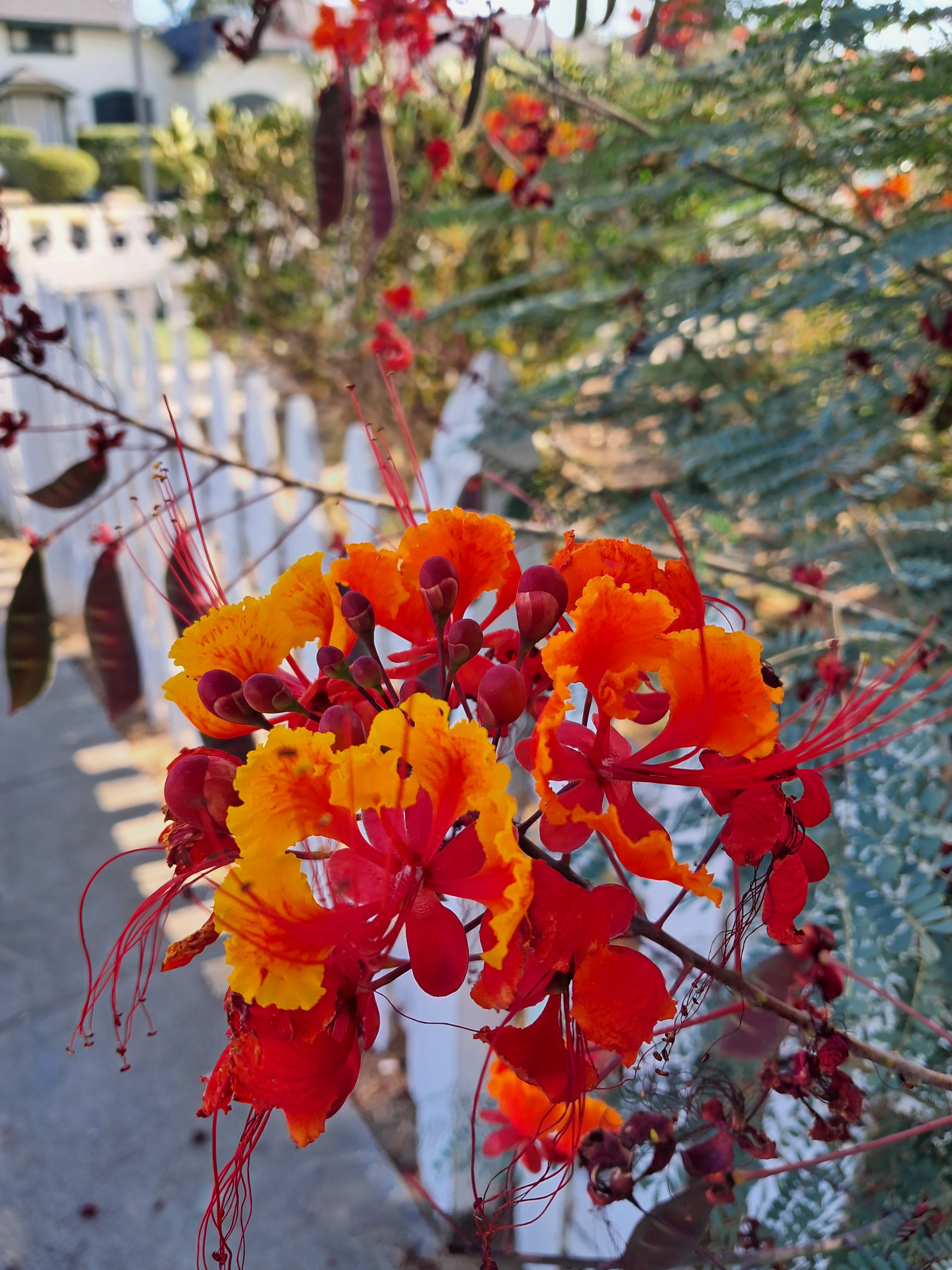 Lots of pretty flowers! I have a few more similar to this so I'll just send this one.