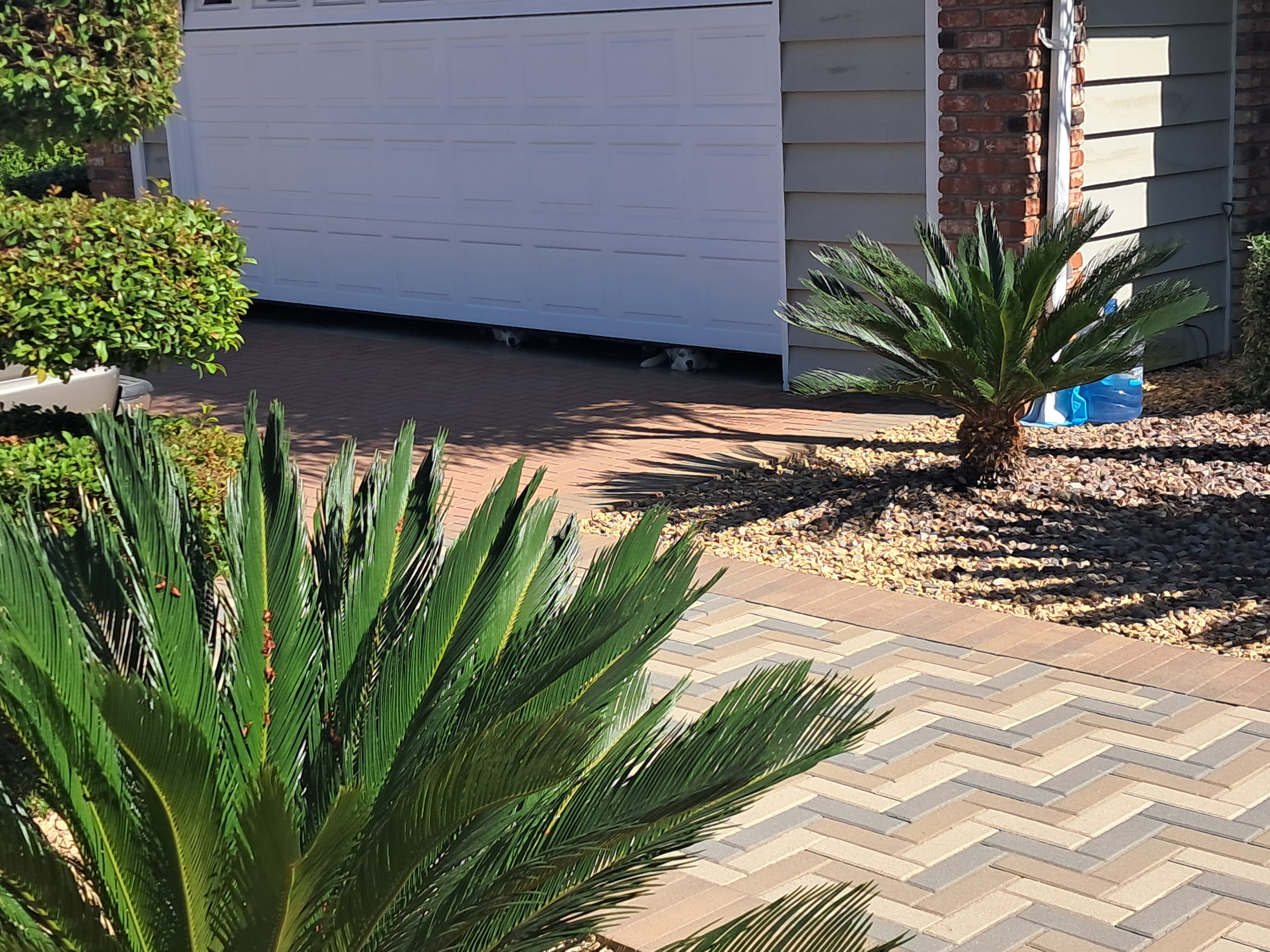 At one point there was four huskies peeking their heads under the garage door. It was funny to watch their face jump a little as they all barked at us.