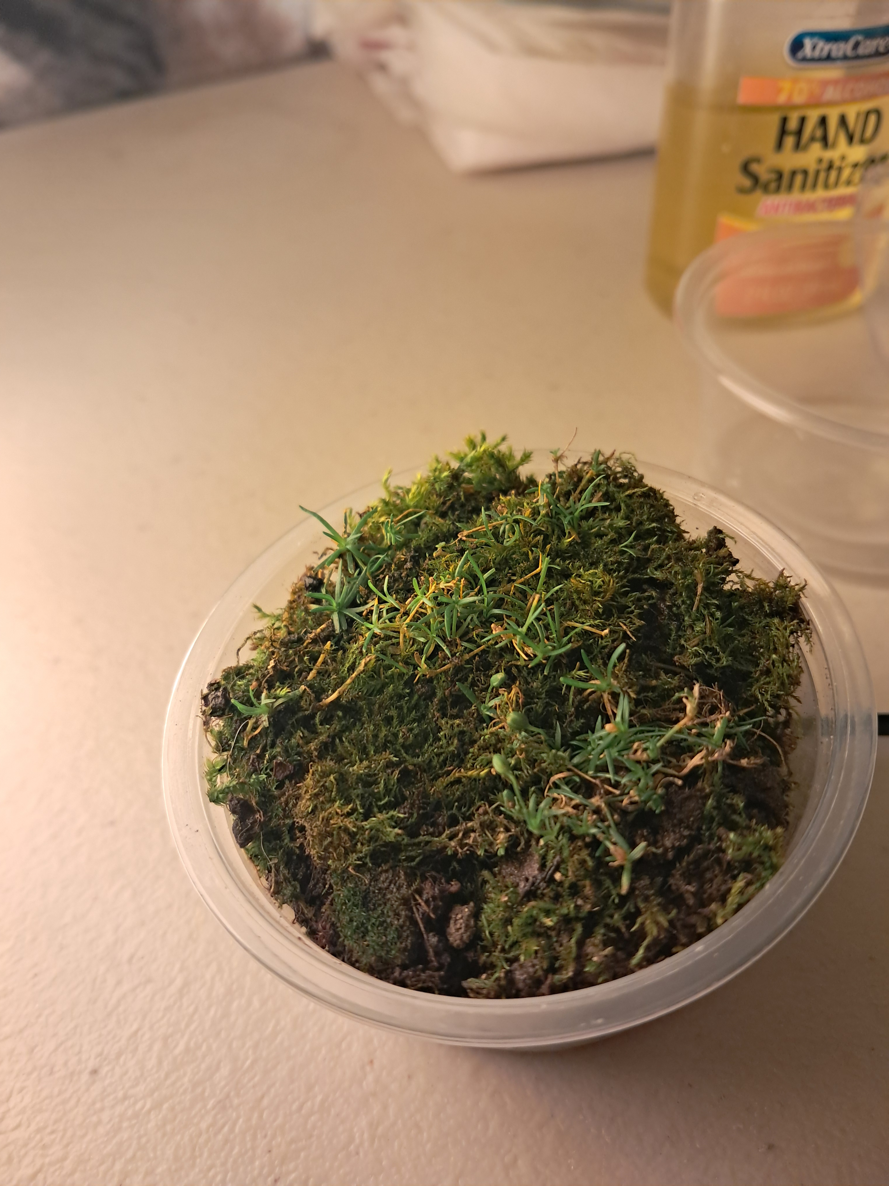 New Oliver in the middle.