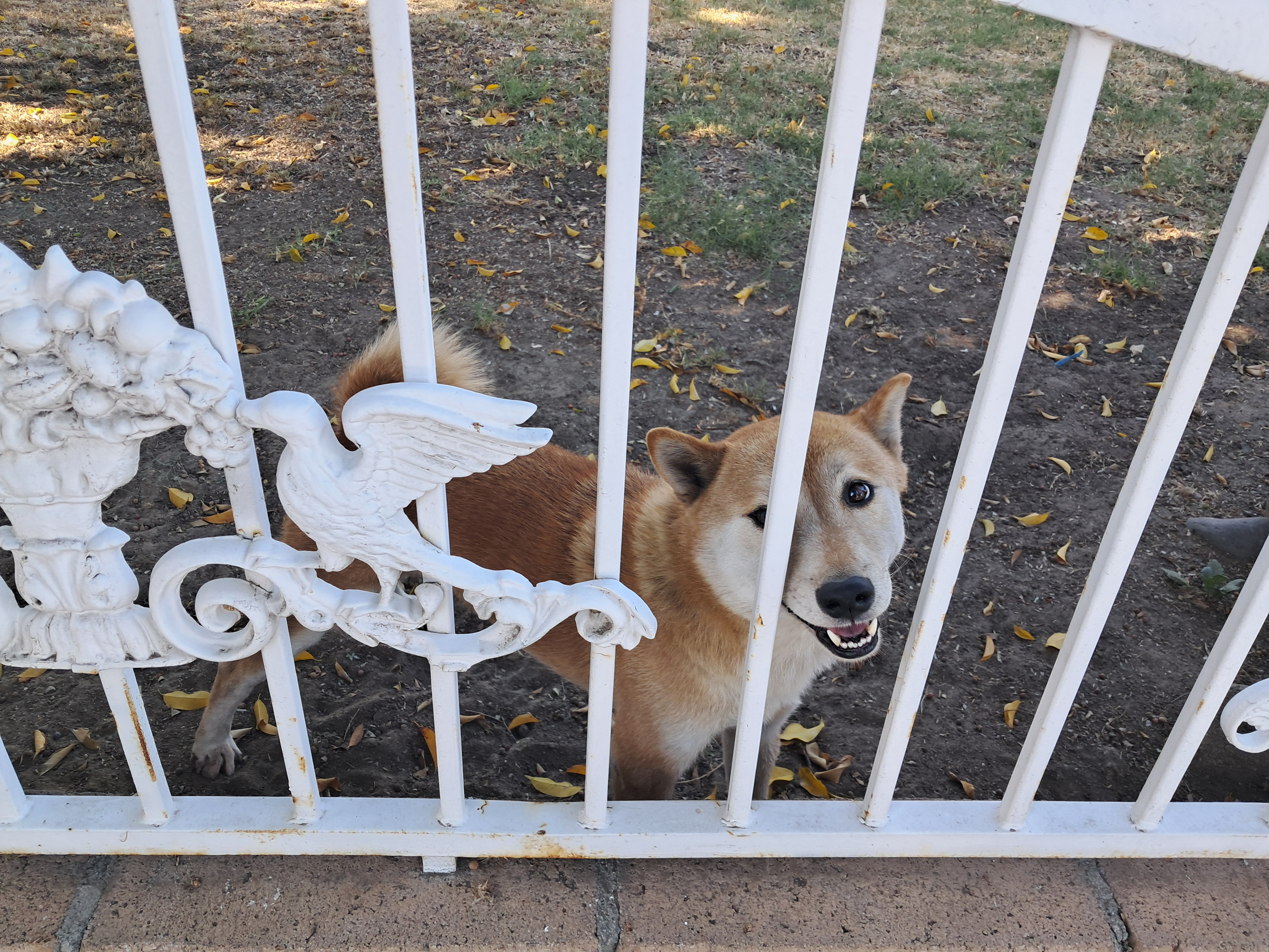 A super gentle and friendly dog we met. We were just walking by and all of a sudden it appeared. It didn't bark at all. It just stood there waiting to be pet. It was so cute and when I pet it the dog kind of bumped my hand with it's nose. It was so mellow and calm.