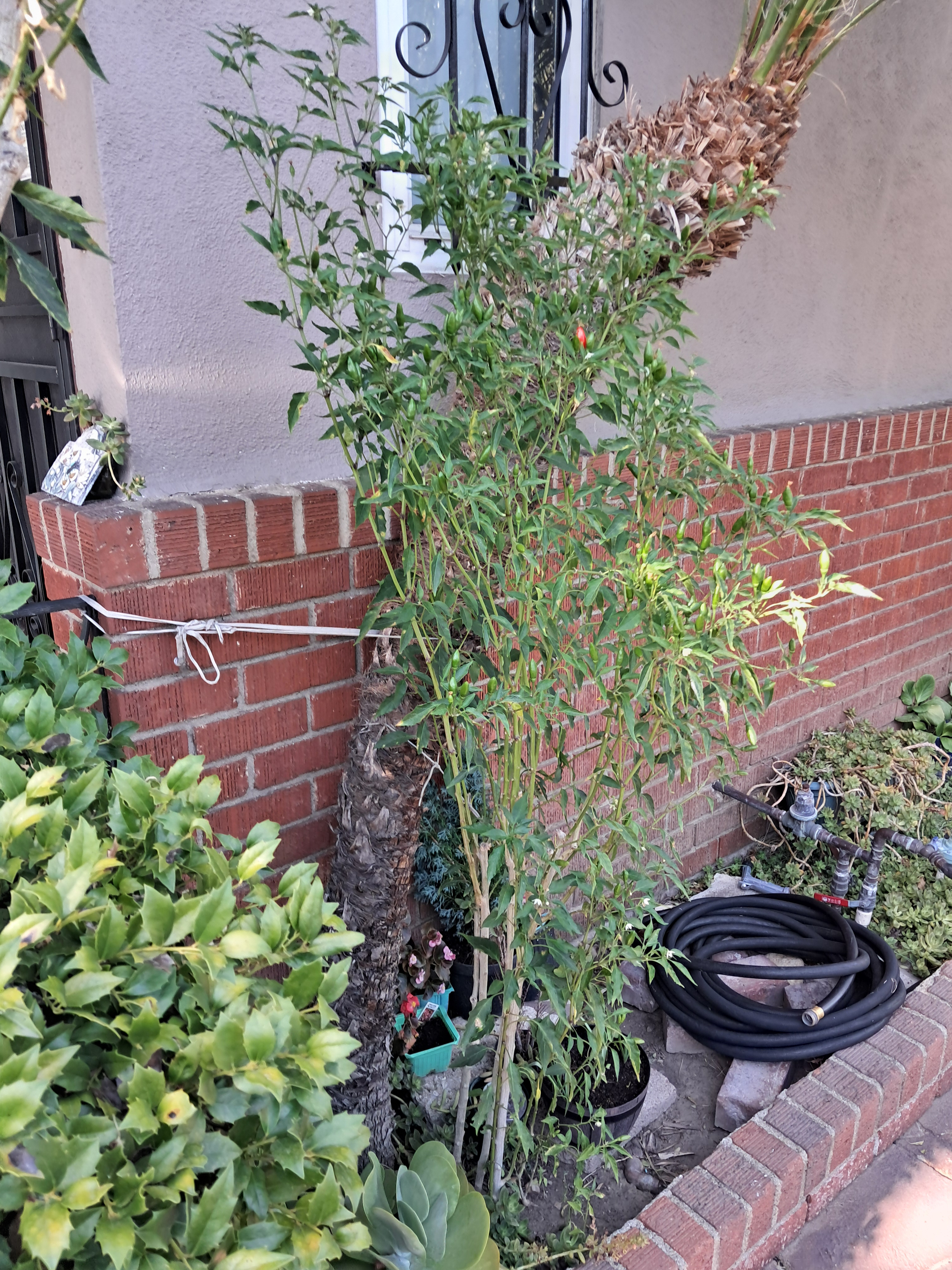Do you remember how I said that plants out here aren't house plants? Well, this is a pepper bush NOT plant! A literal bush!