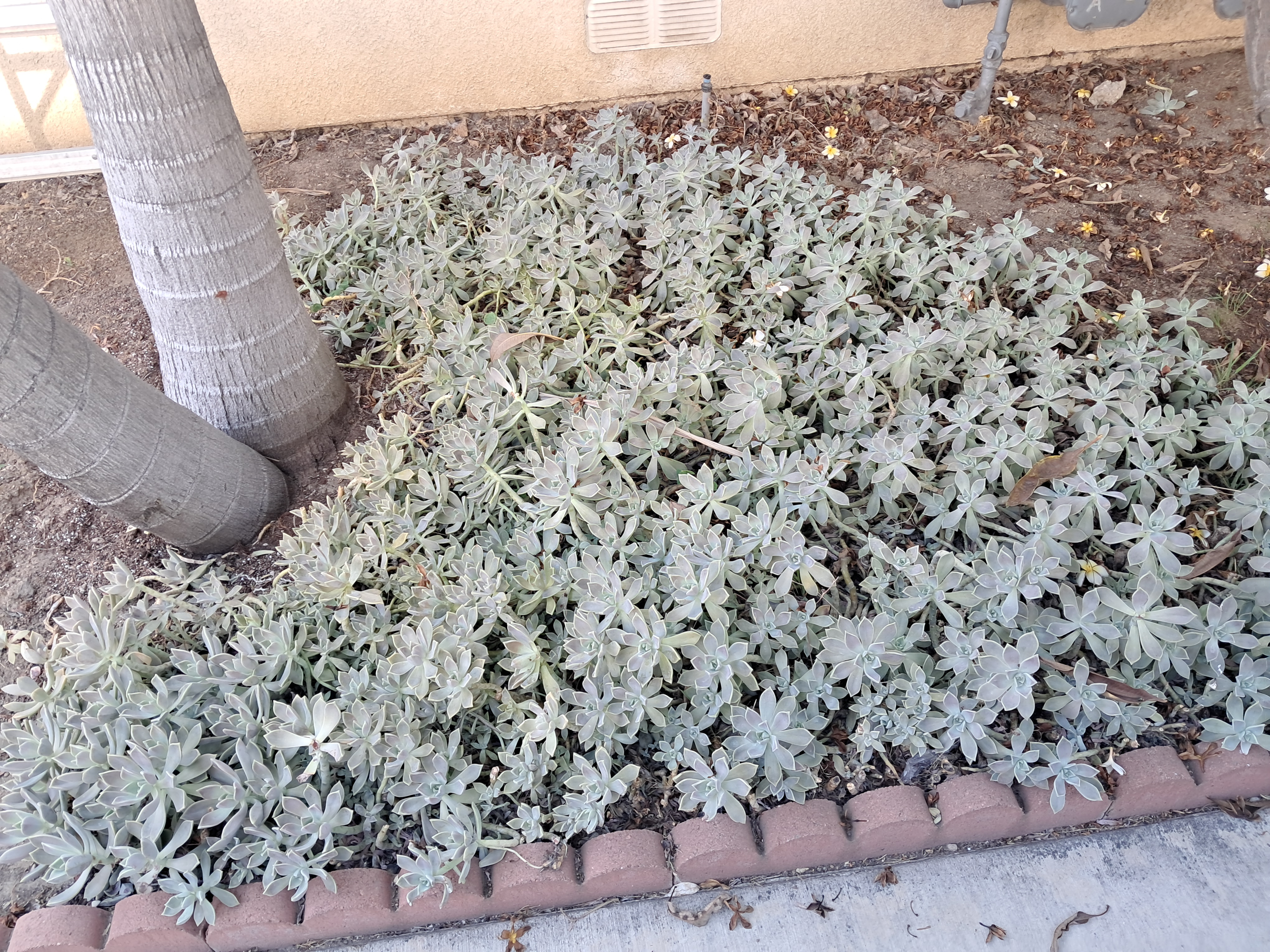 Same with the succulents (this is one that I have).