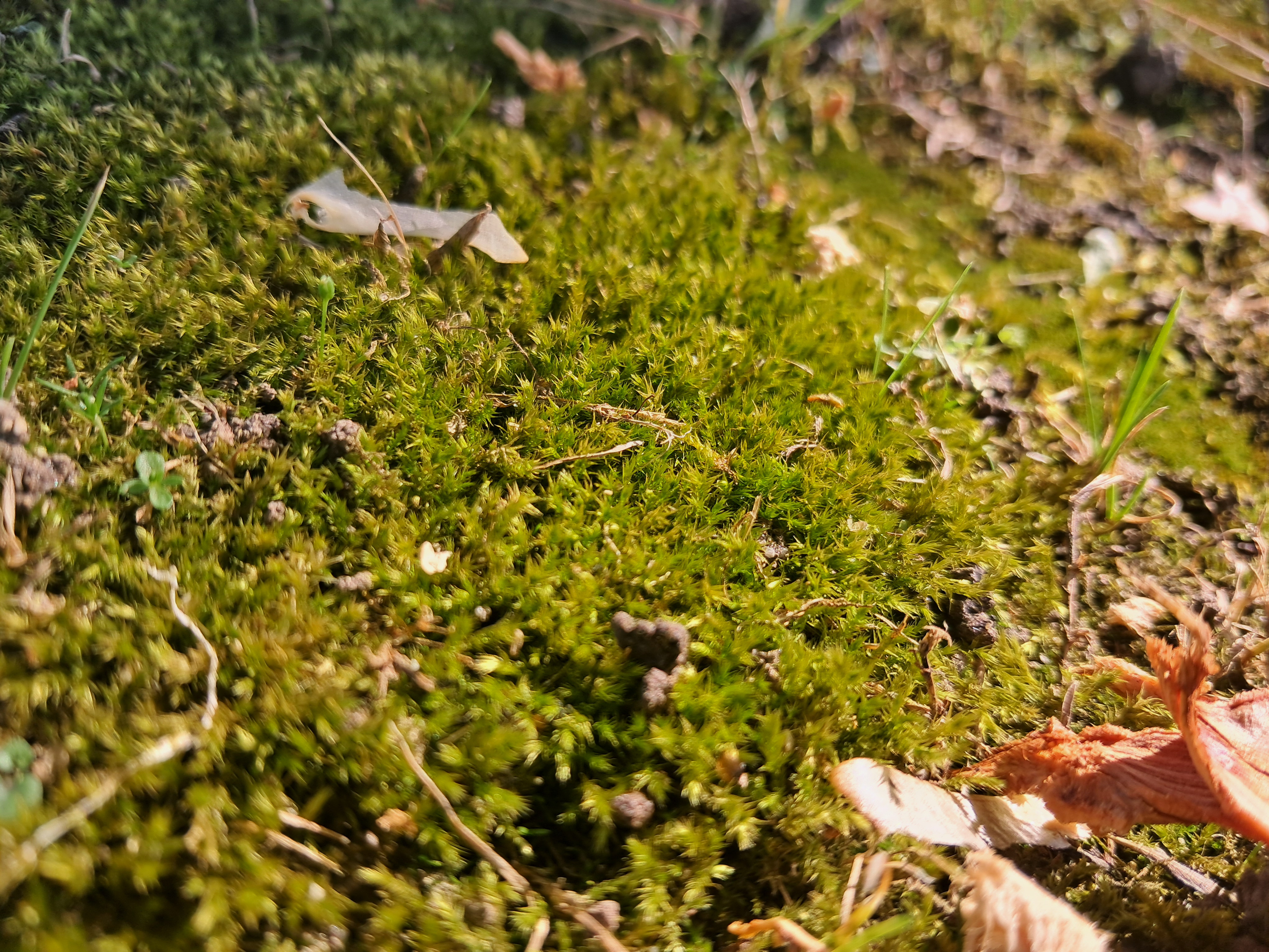 Moss