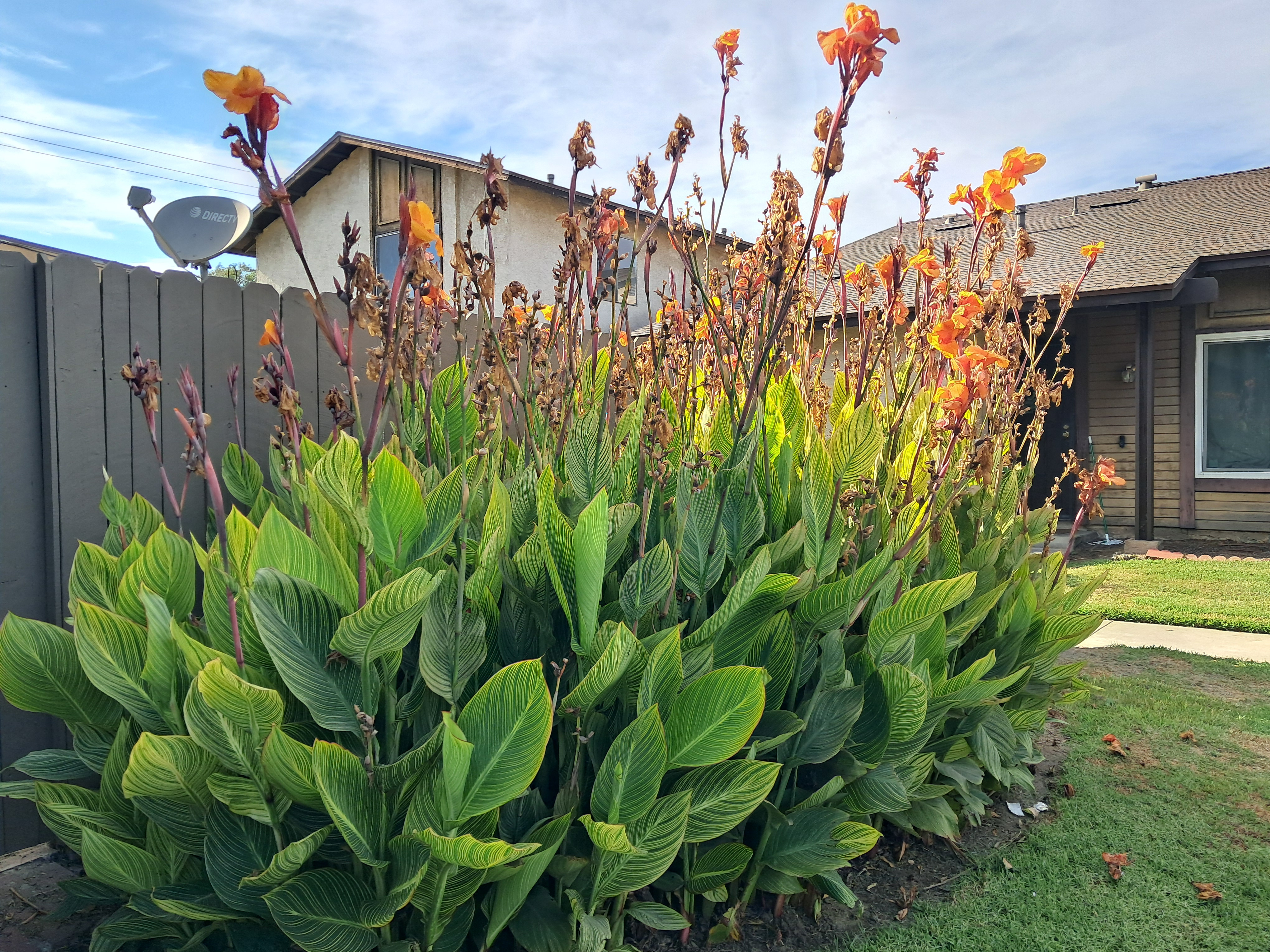 Canna lilies