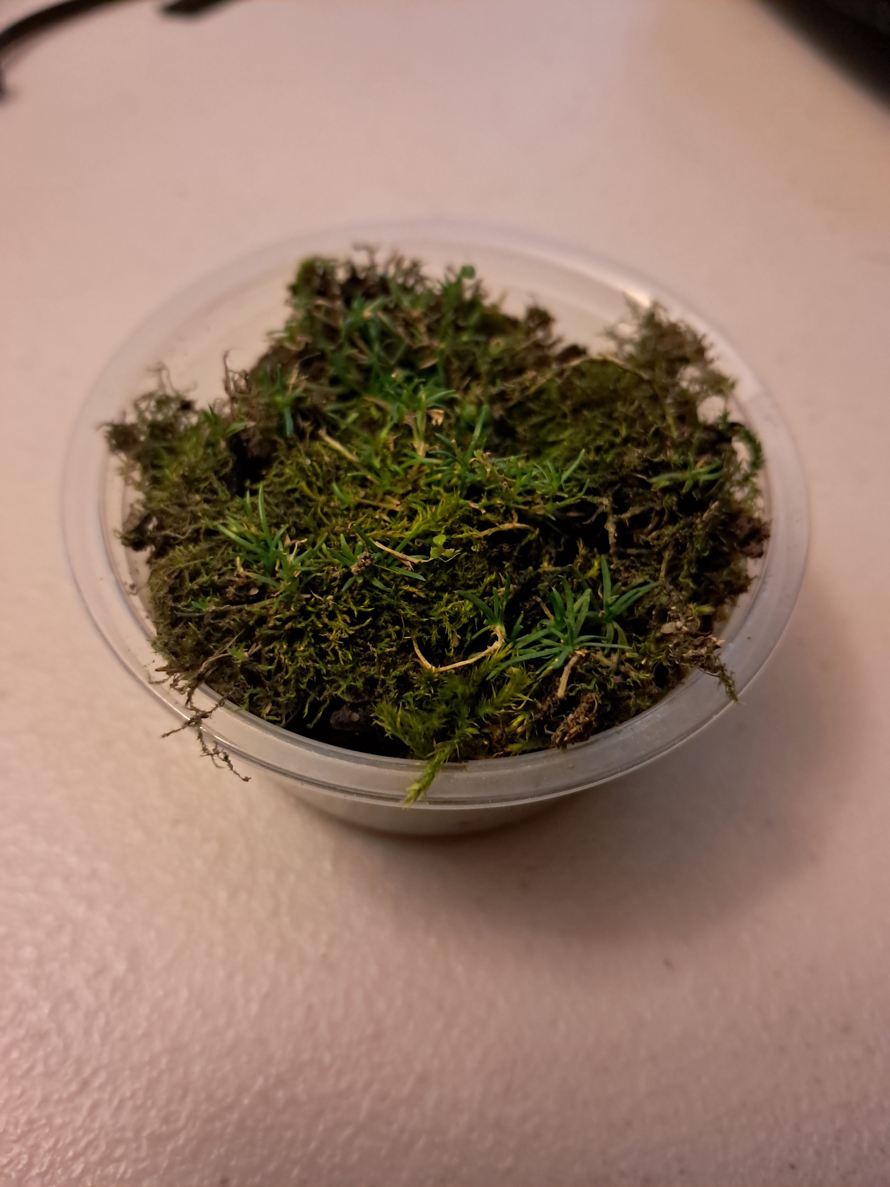 Oliver the plant died. I forgot to water him for a few days and he probably needed some nutrients. BUT, it's okay because I found some more of that plant in some moss. Now it's not the same as the one I found in the MTC but I still have that kind of plant.