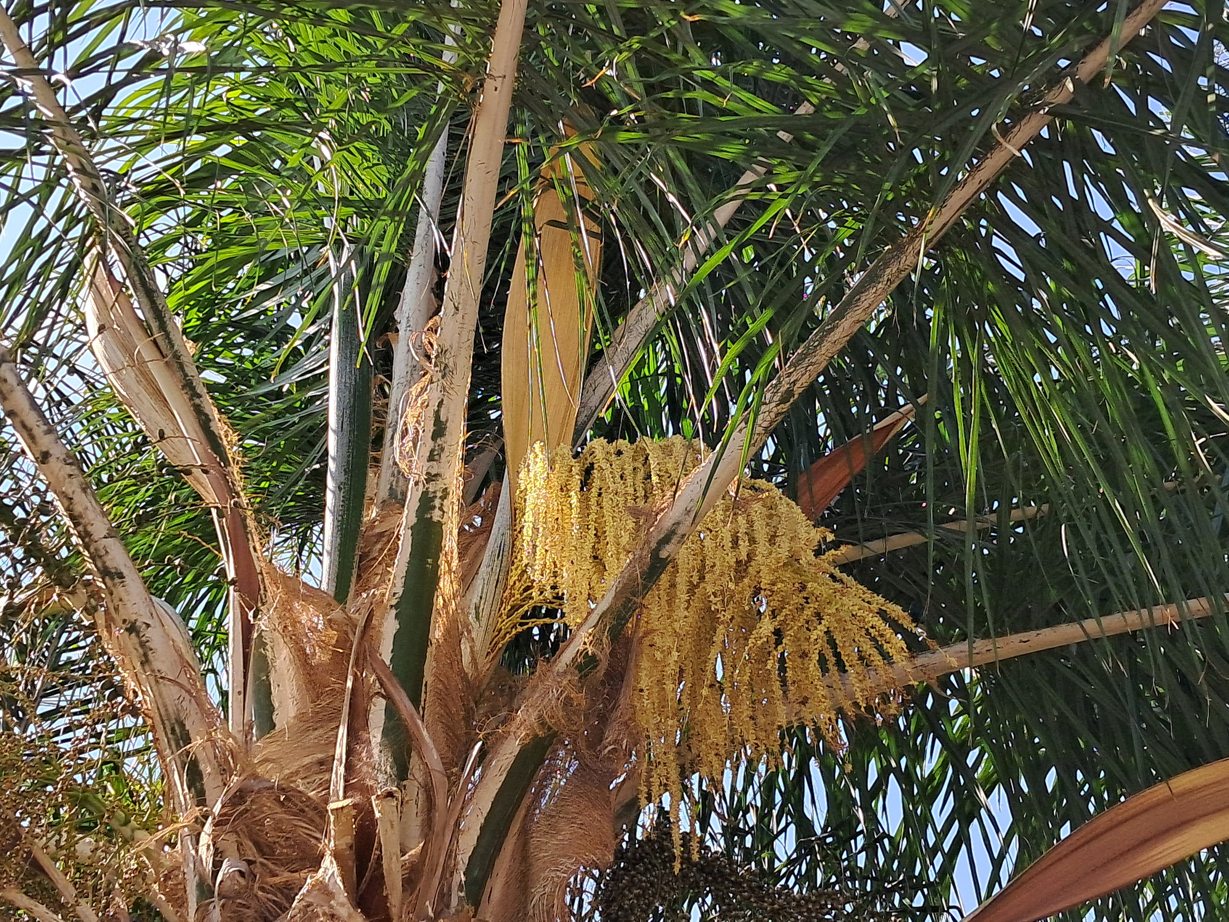 I made a groundbreaking discovery this week! Apparently, palmtrees need to be pollinated by bees to make the seeds! I thought it was just wind pollinated. It doesn't surprise me though since  palmtrees are technically weeds. It makes sense.