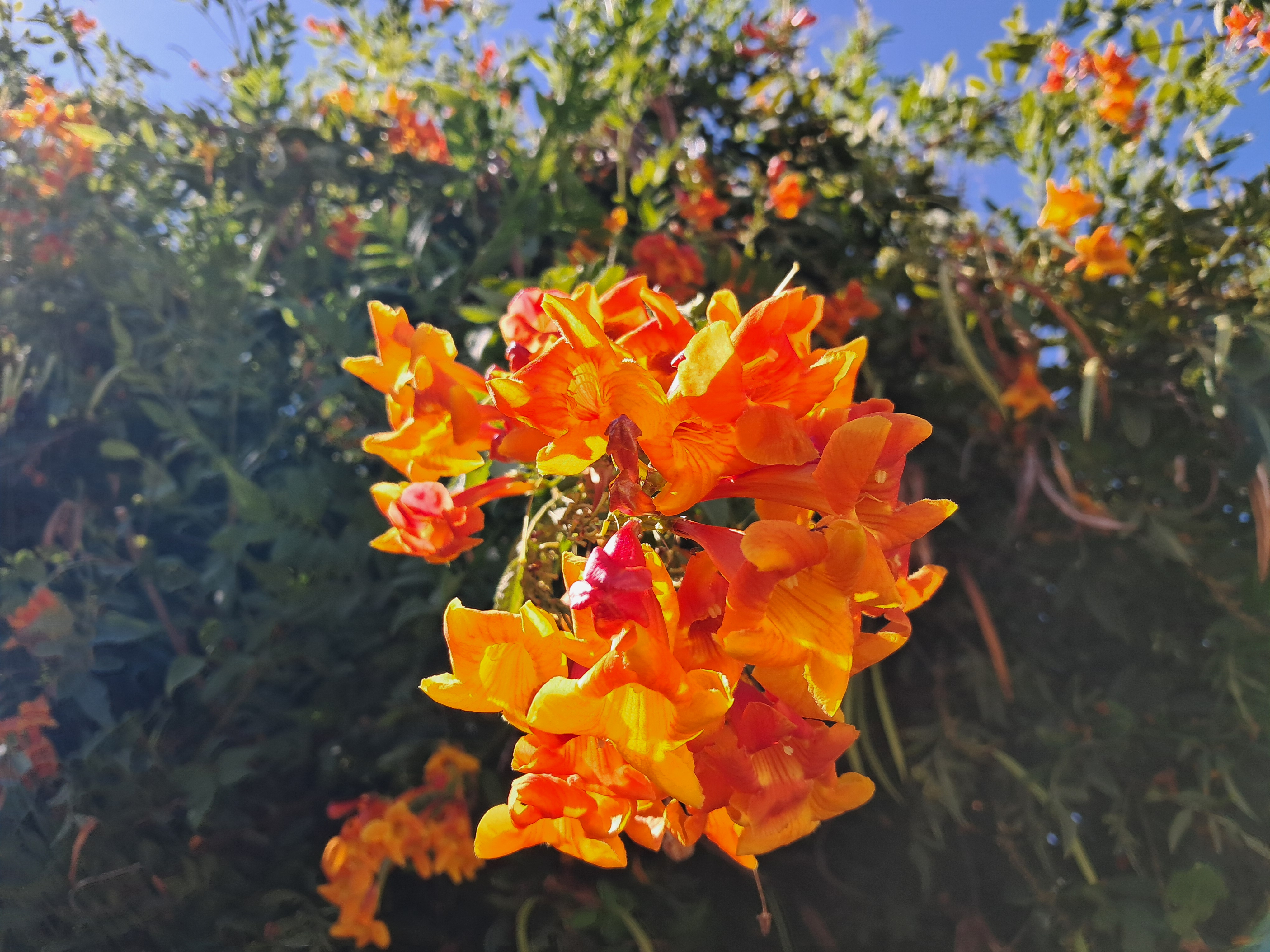 More pretty flowers.