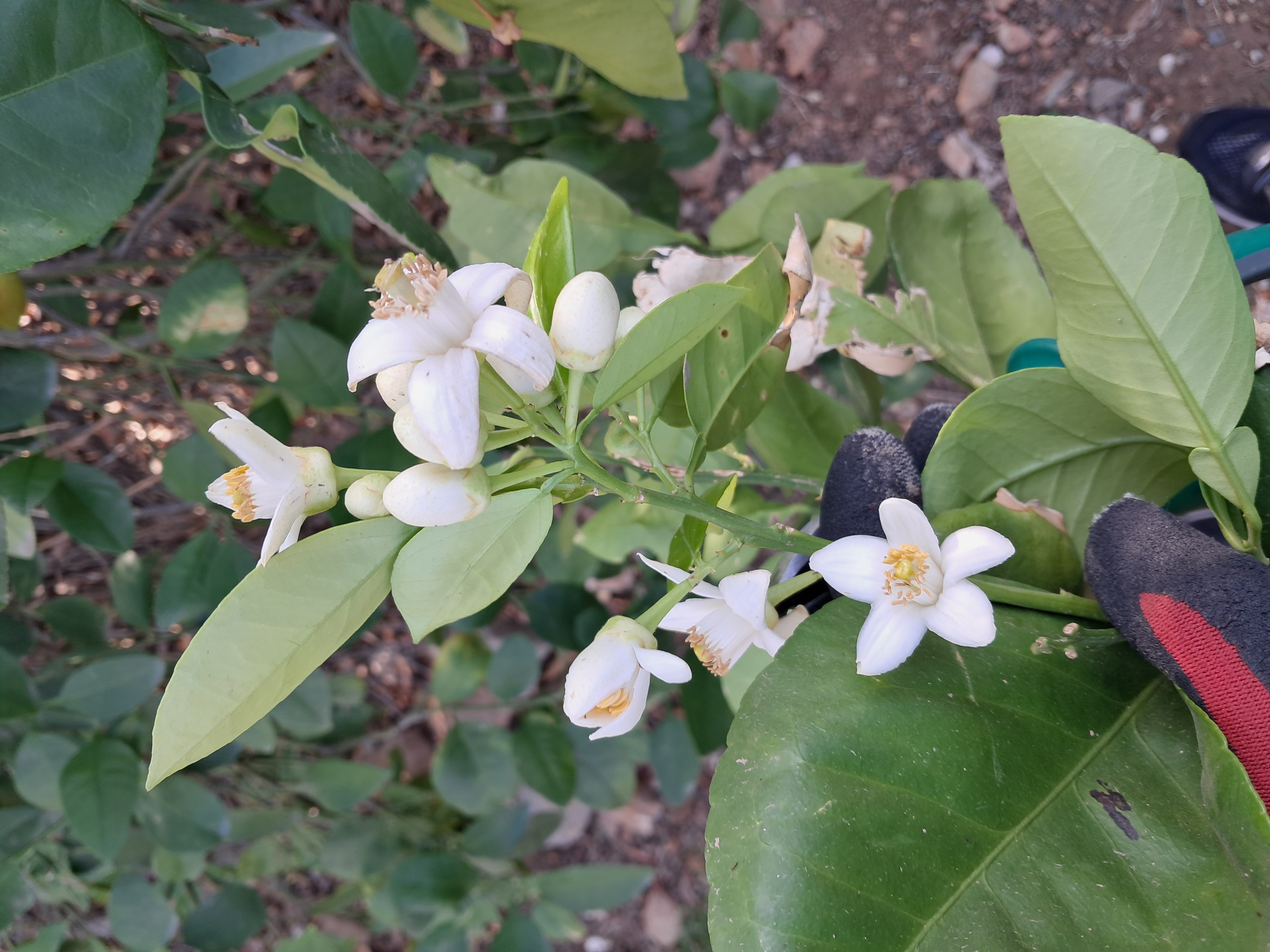 Grapefruit flowers