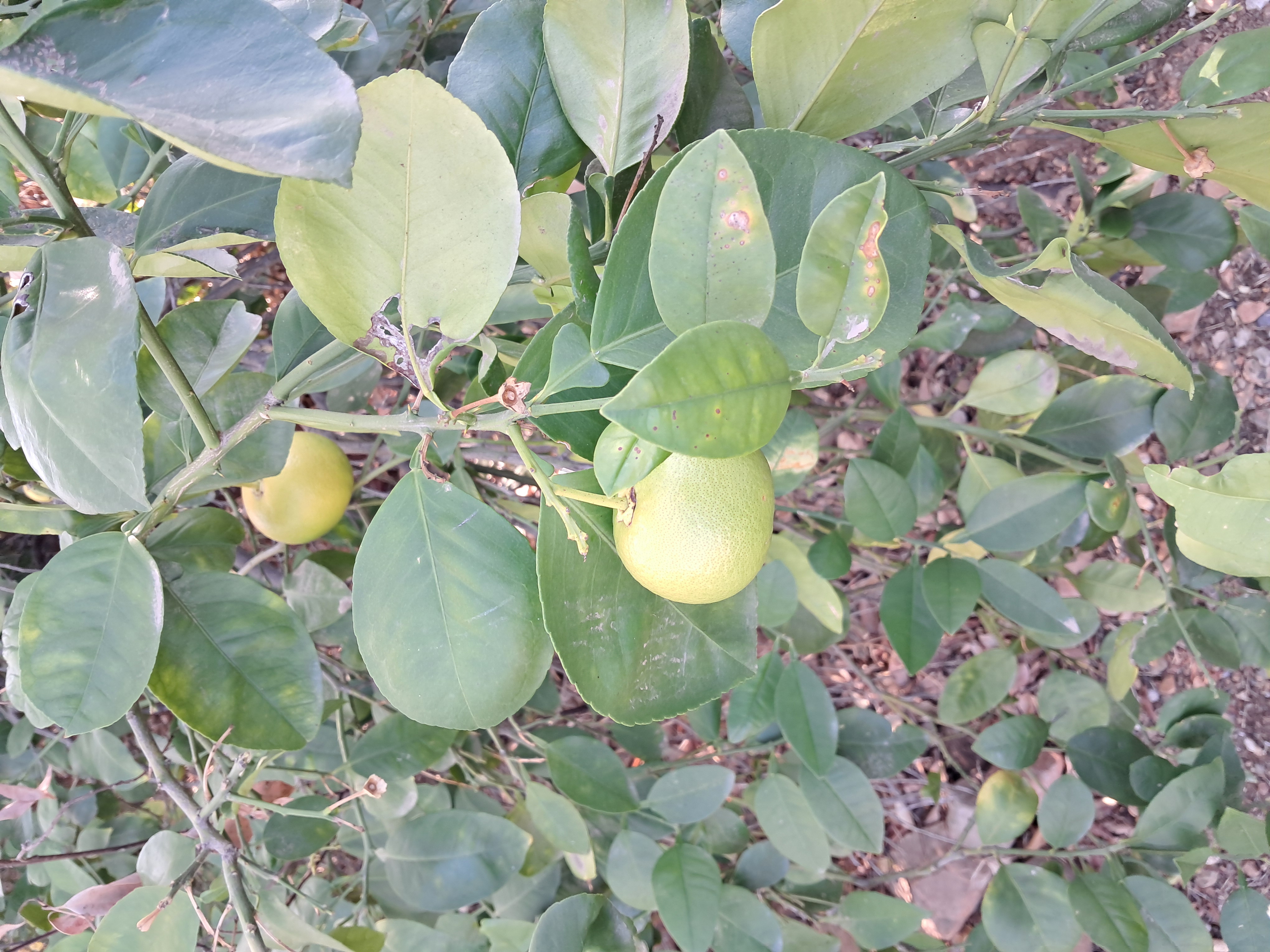 Grapefruit tree