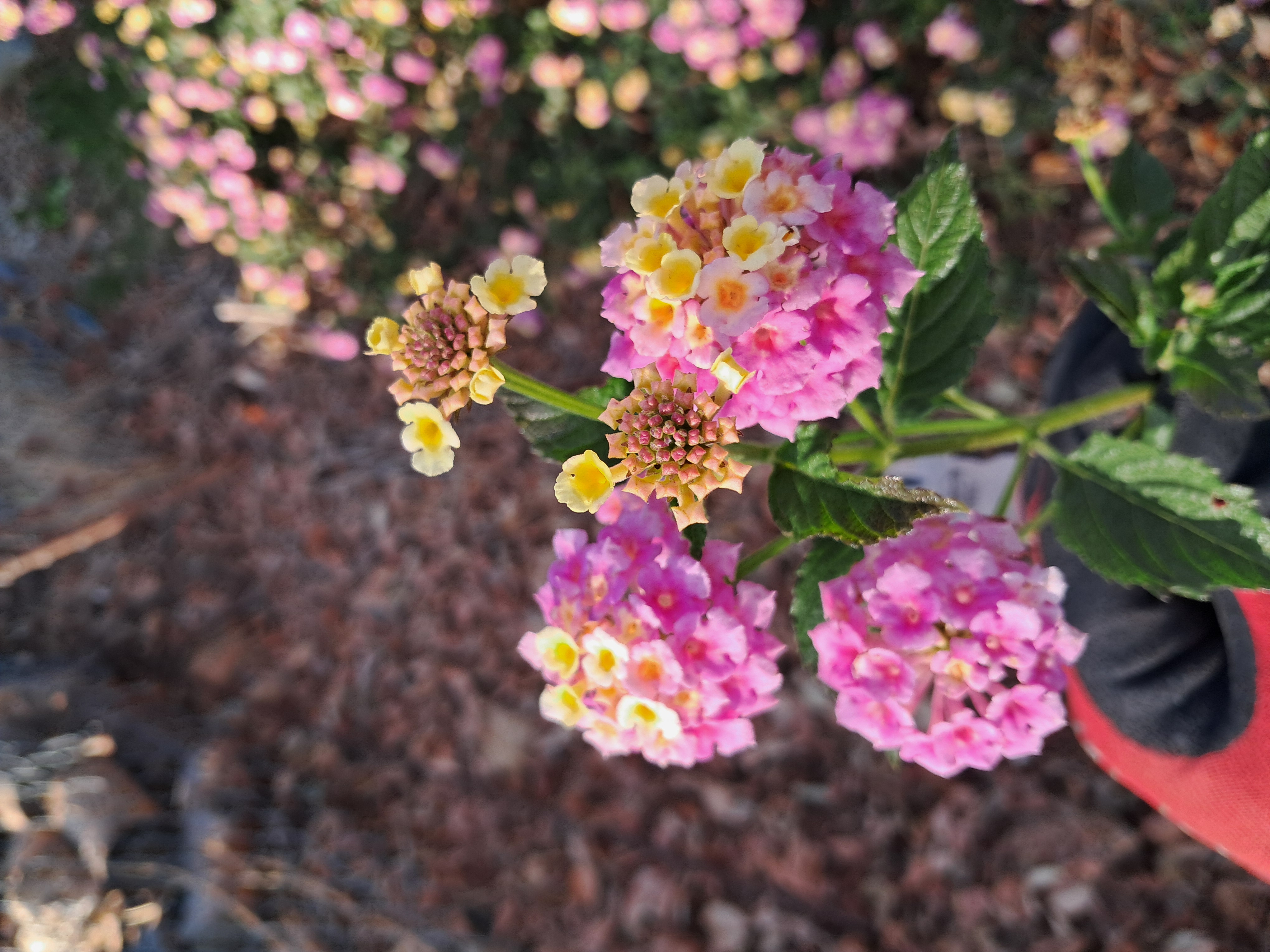 Lantana flowers